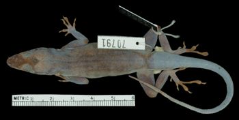 Media type: image;   Herpetology R-70791 Aspect: dorsal